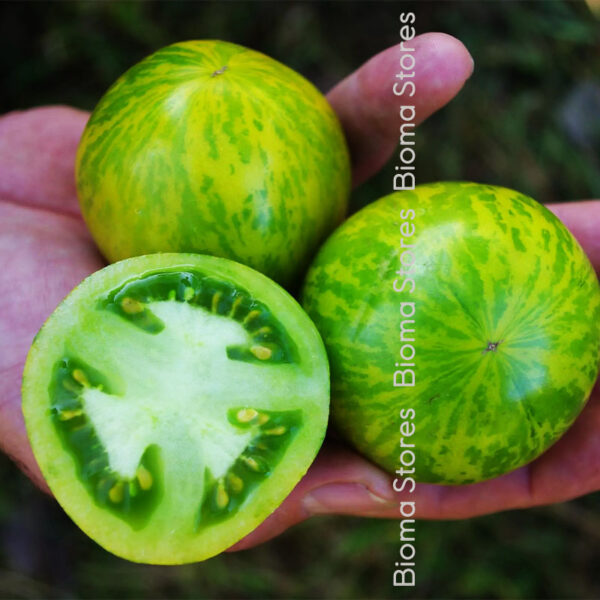 σπόροι τομάτας green zebra www.biomastores.gr 2