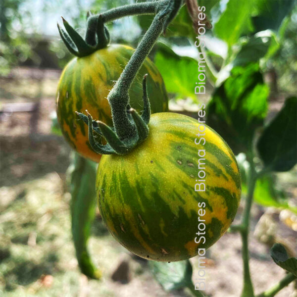 σπόροι τομάτας green zebra www.biomastores.gr 3
