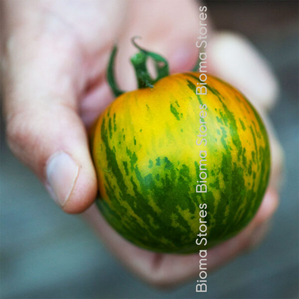 σπόροι τομάτας green zebra www.biomastores.gr