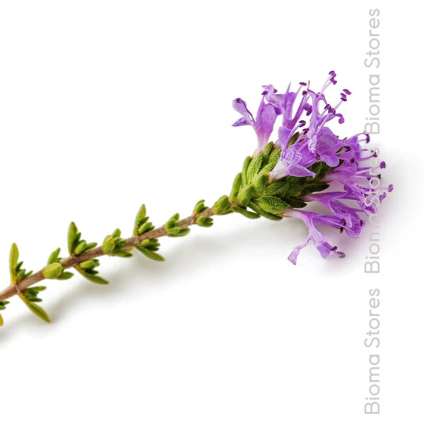 φυτά κεφαλωτό θυμάρι www.biomastores.gr 3