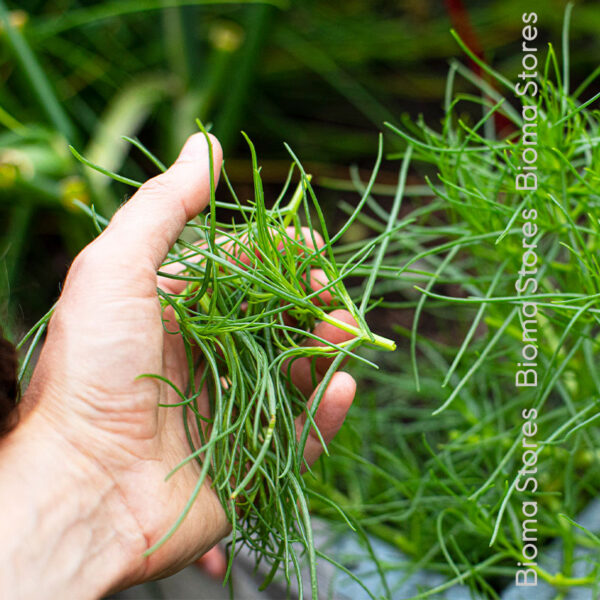 φυτά αλμύρας αλμυρίκι agretti www.biomastores.gr 1