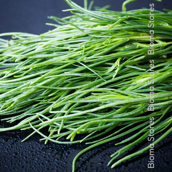 φυτά αλμύρας αλμυρίκι agretti www.biomastores.gr 2