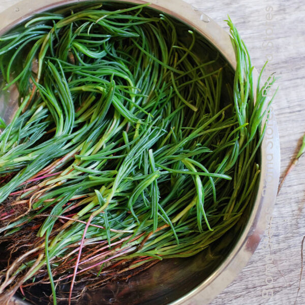 φυτά αλμύρας αλμυρίκι agretti www.biomastores.gr 3