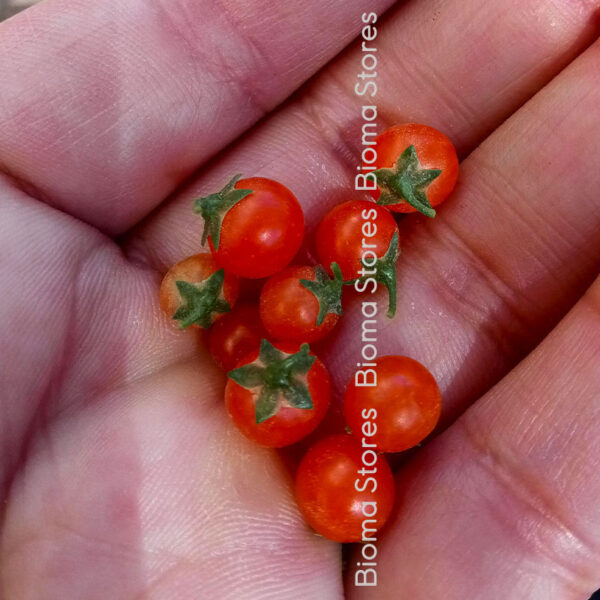 σπόροι άγριας τομάτας red currant www.biomastores.gr 1
