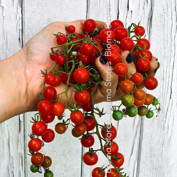 σπόροι άγριας τομάτας red currant www.biomastores.gr 2