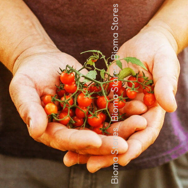 σπόροι άγριας τομάτας red currant www.biomastores.gr