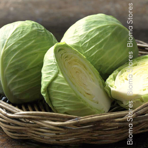 φυτά λάχανου holsteiner www.biomastores.gr 2