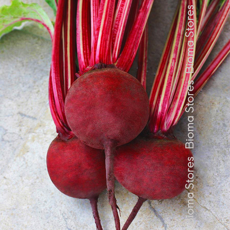 παντζάρι-detroit-biomastores.gr-2 detroit biomastores.gr 2