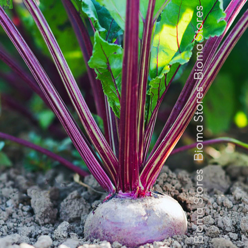 παντζάρι-detroit-biomastores.gr-3 detroit biomastores.gr 3