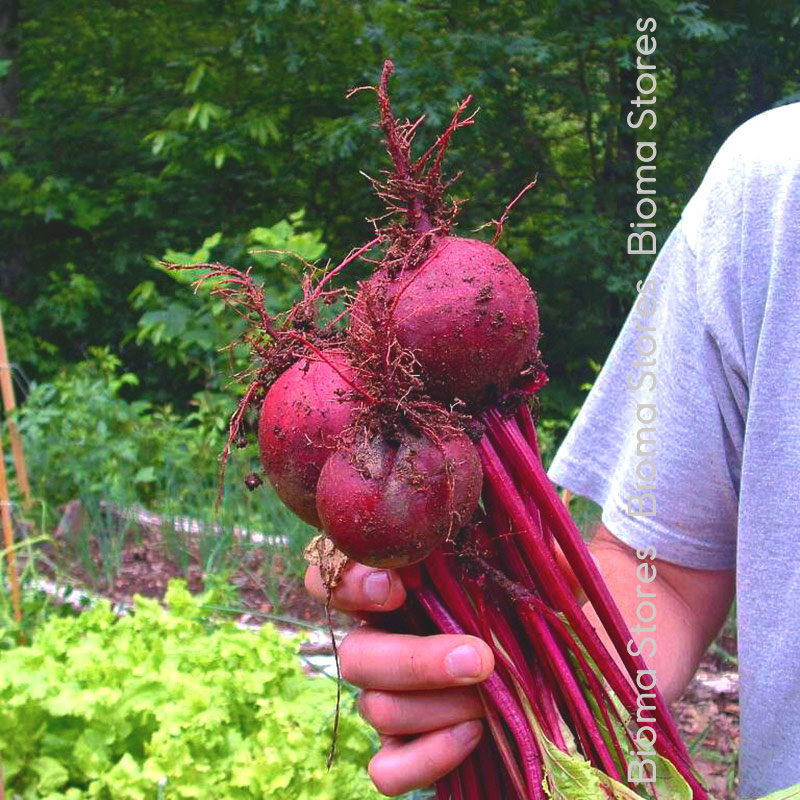 παντζάρι-detroit-biomastores.gr-4 detroit biomastores.gr 4