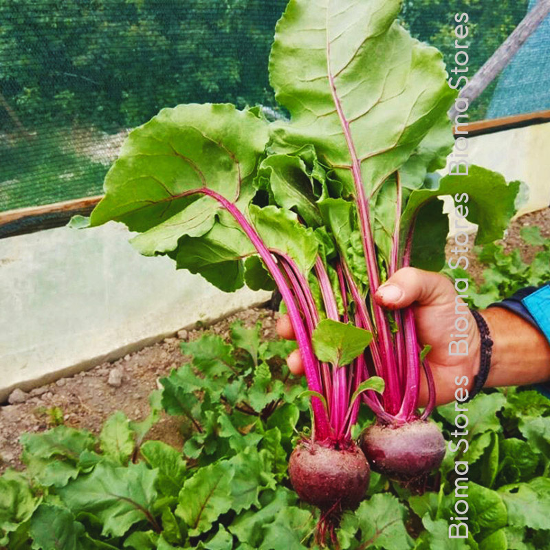 παντζάρι-detroit-biomastores.gr-5 detroit biomastores.gr 5