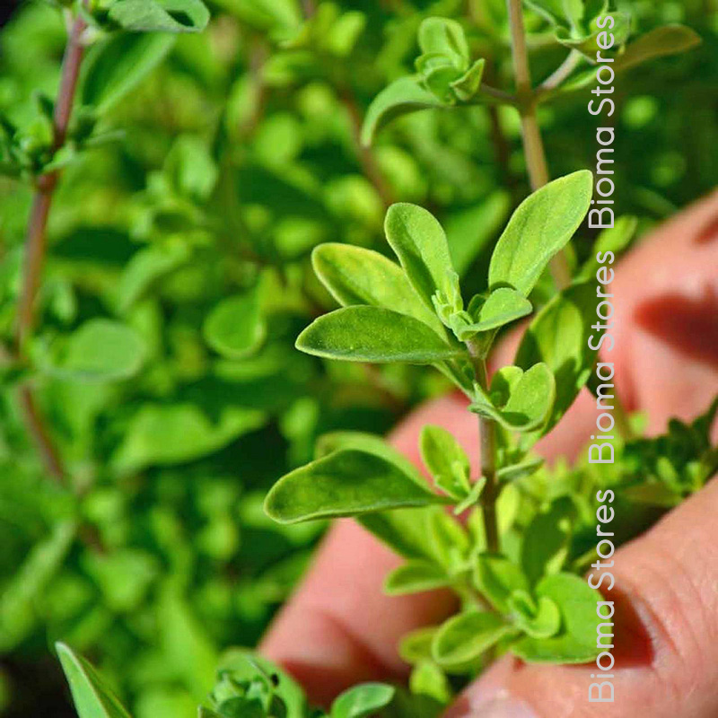 αρωματικά-βότανα-ματζουράνα-biomastores.gr-2 βότανα ματζουράνα biomastores.gr 2
