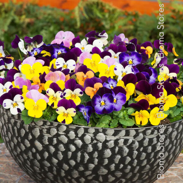 φυτά Viola Sorbe Mix www.biomastores.gr 1