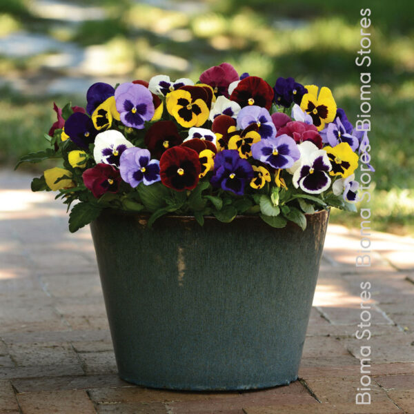 φυτά Viola Sorbe Mix www.biomastores.gr 2