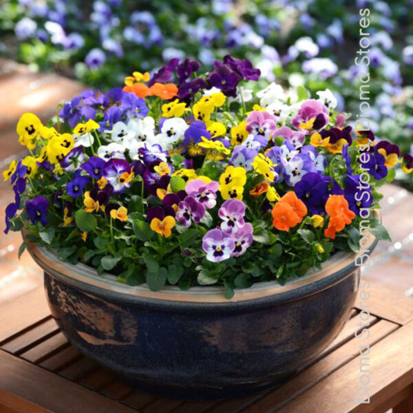 φυτά Viola Sorbe Mix www.biomastores.gr