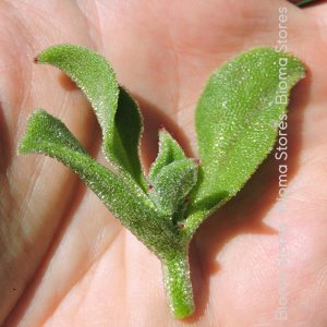 Βιολογικό Κατάστημα - Φυτά - Γεωργικά Εφόδια 18 Mesembryanthemum crystallinum ice plant biomastores.gr 2