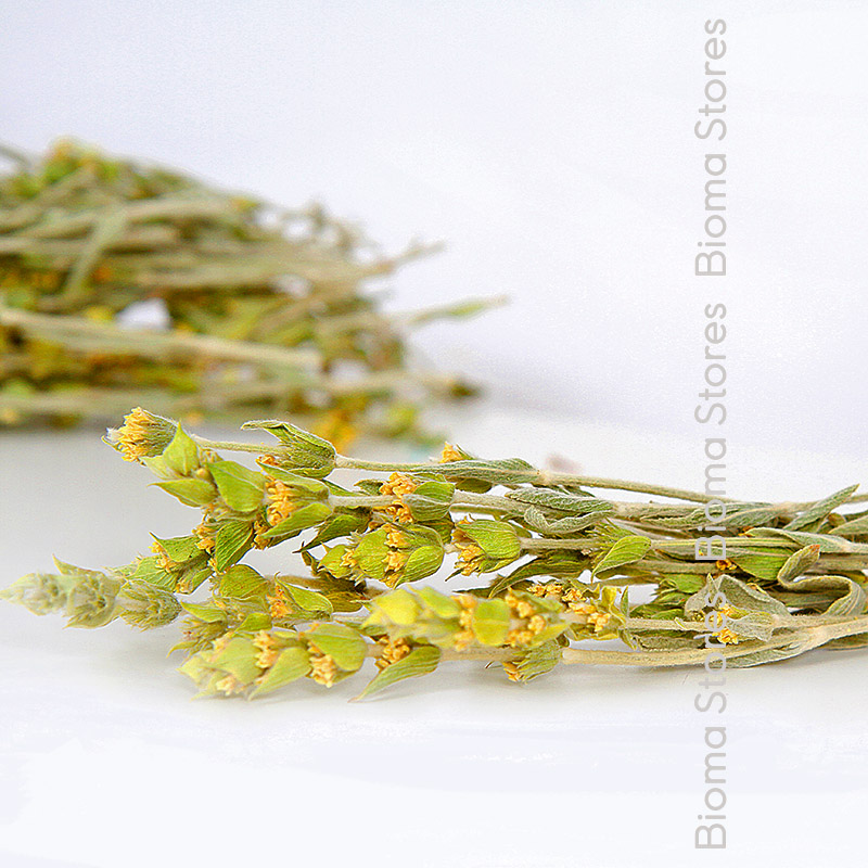 Τσάι-Παρνασσού-Sideritis-raeseri-biomastores.gr-2 Παρνασσού Sideritis raeseri biomastores.gr 2