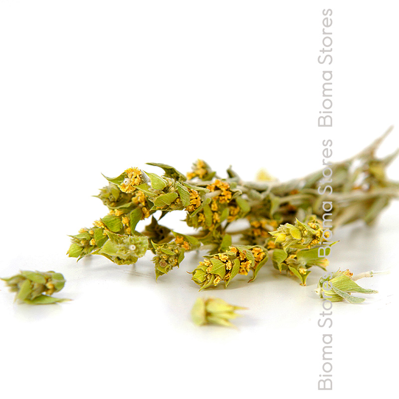 Τσάι-Παρνασσού-Sideritis-raeseri-biomastores.gr-3 Παρνασσού Sideritis raeseri biomastores.gr 3