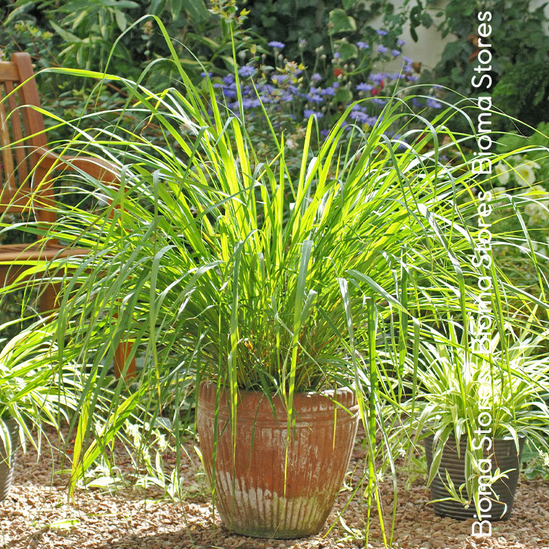 βιολογικά-φυτά-lemon-grass-λεμονόχορτο-www.biomastores.gr-1 φυτά lemon grass λεμονόχορτο www.biomastores.gr 1