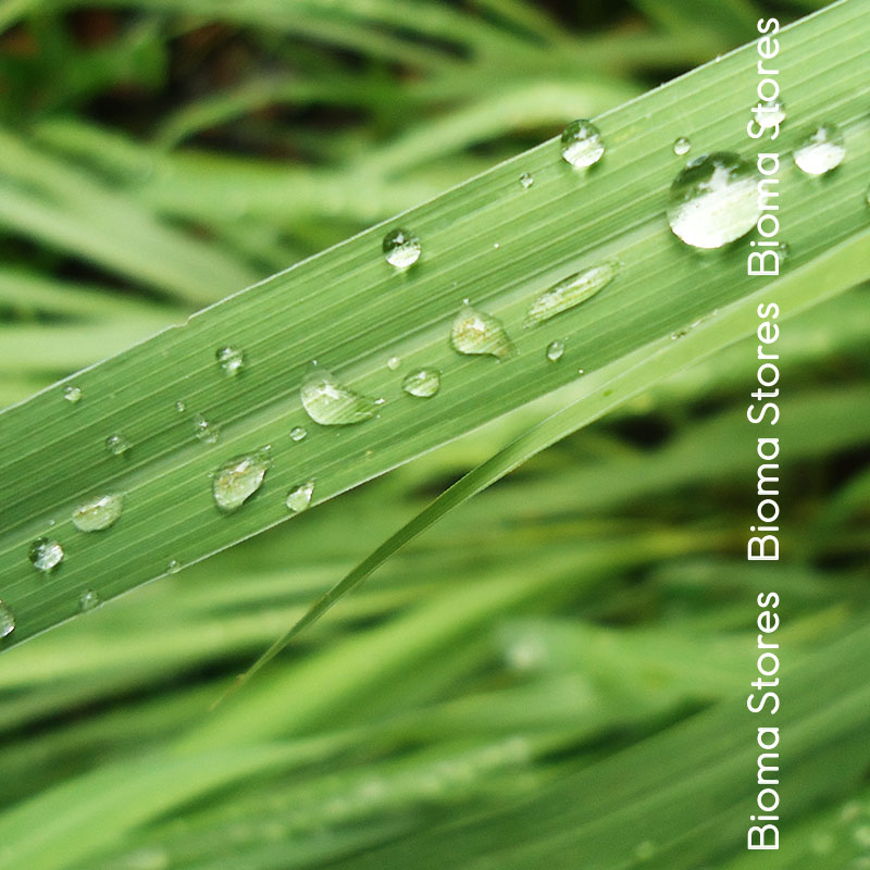 βιολογικά-φυτά-lemon-grass-λεμονόχορτο-www.biomastores.gr-2 φυτά lemon grass λεμονόχορτο www.biomastores.gr 2