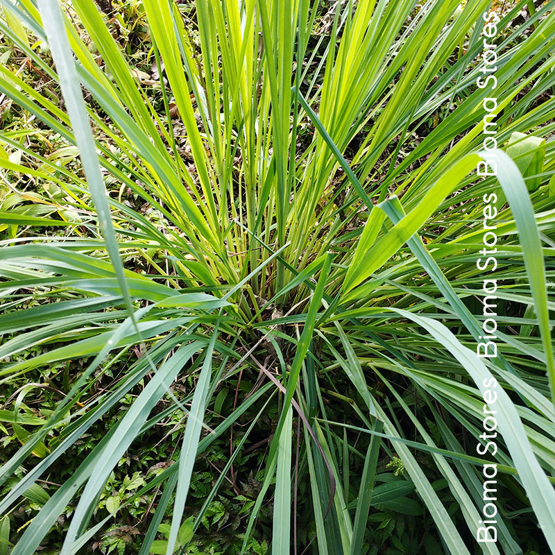 βιολογικά-φυτά-lemon-grass-λεμονόχορτο-www.biomastores.gr-3 φυτά lemon grass λεμονόχορτο www.biomastores.gr 3