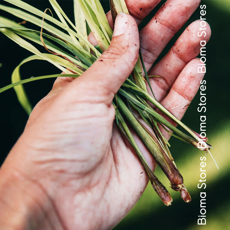βιολογικά-φυτά-lemon-grass-λεμονόχορτο-www.biomastores.gr-4 φυτά lemon grass λεμονόχορτο www.biomastores.gr 4