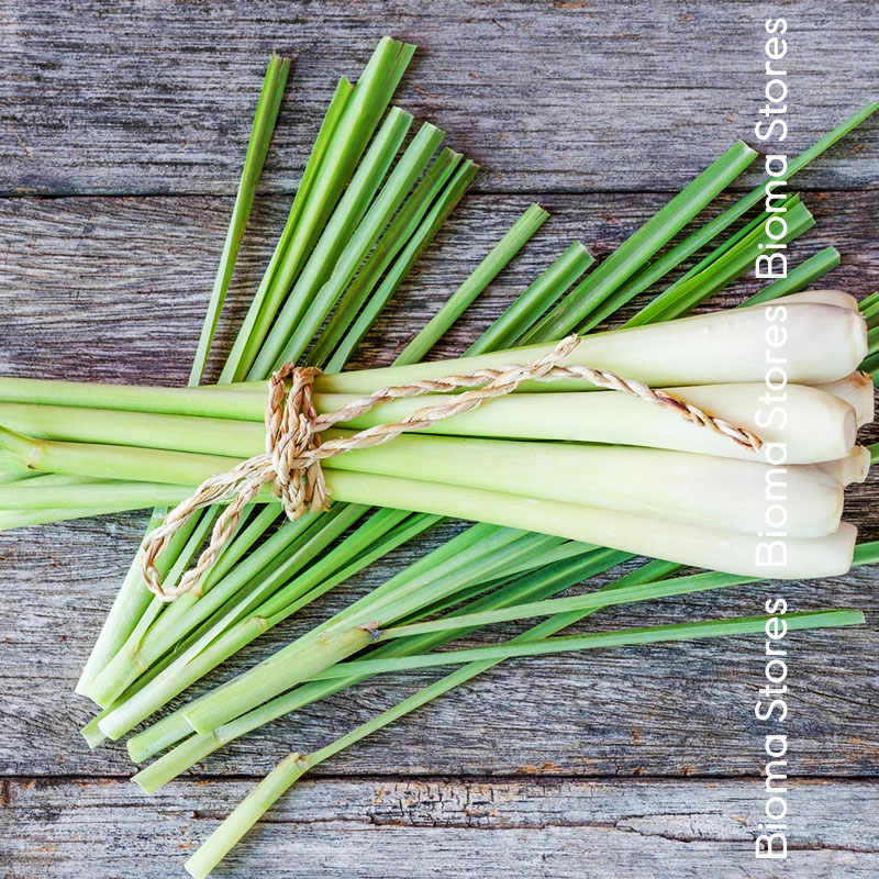βιολογικά-φυτά-lemon-grass-λεμονόχορτο-www.biomastores.gr-5 φυτά lemon grass λεμονόχορτο www.biomastores.gr 5