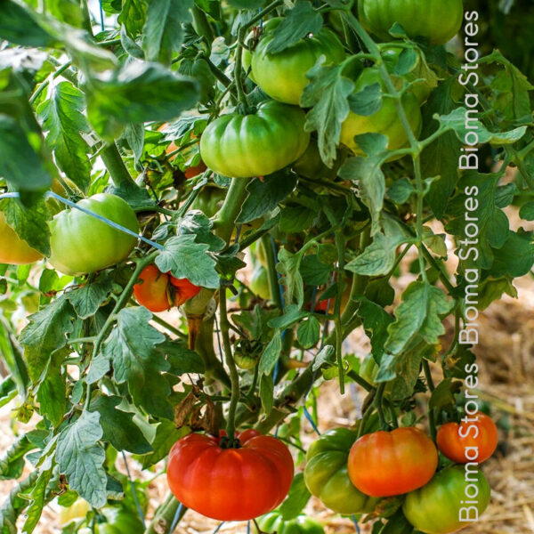 φυτά τομάτας pantano romanesco www.biomastores.gr 1