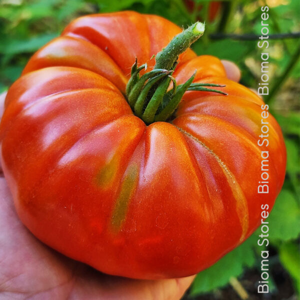 φυτά τομάτας pantano romanesco www.biomastores.gr