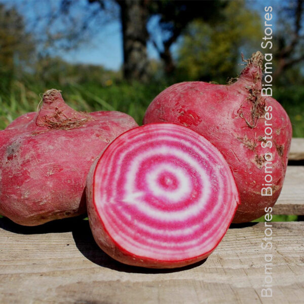σπόροι παντζαριού chioggia www.biomastores.gr 1