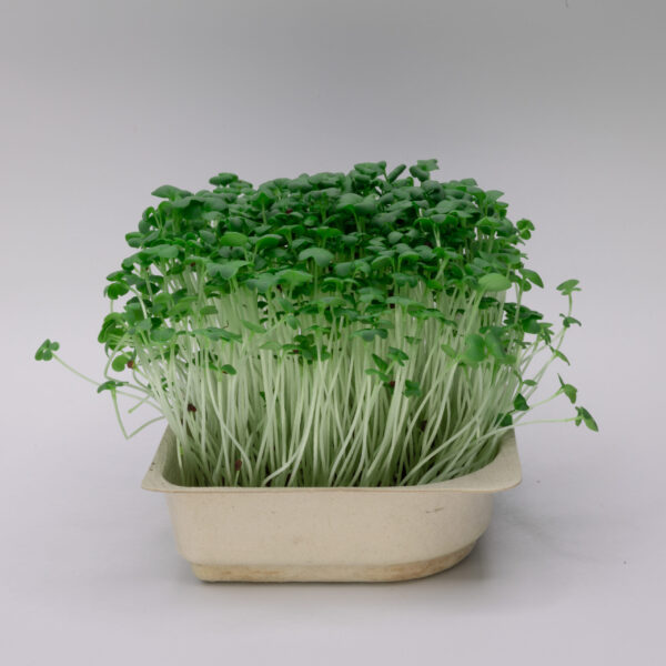 σπόροι microgreens μπρόκολου calabrese www.biomastores.gr ...