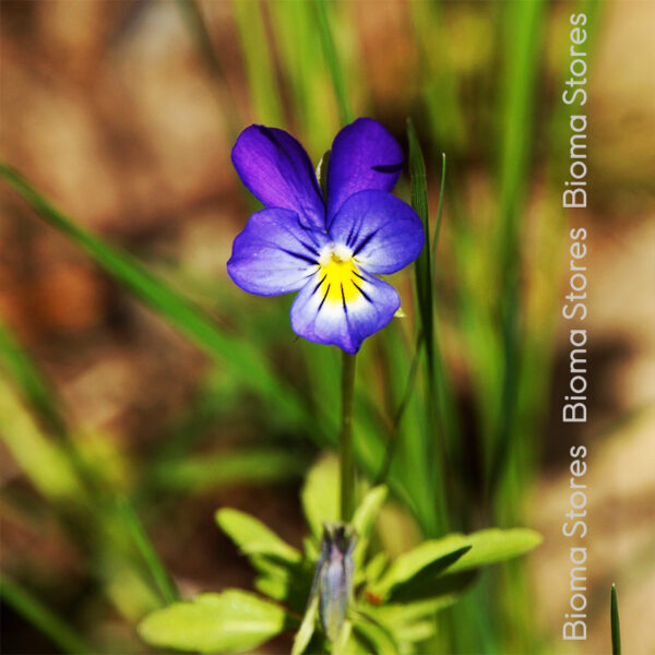 σπόροι άγριου πανσέ viola tricolor www.biomastores.gr 1