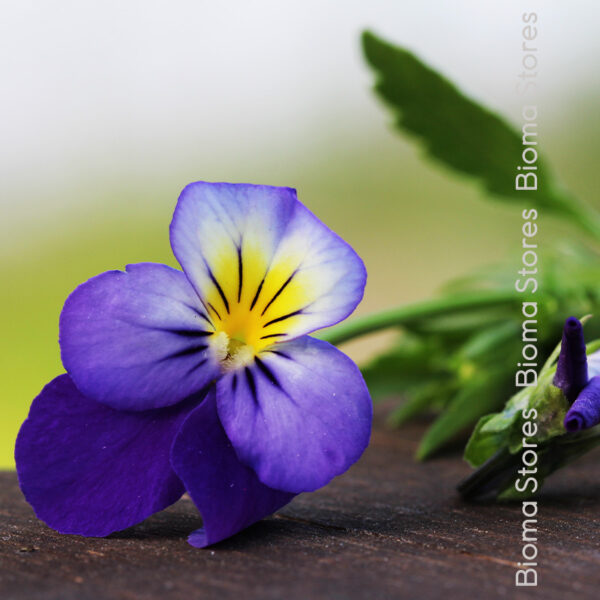 σπόροι άγριου πανσέ viola tricolor www.biomastores.gr 2