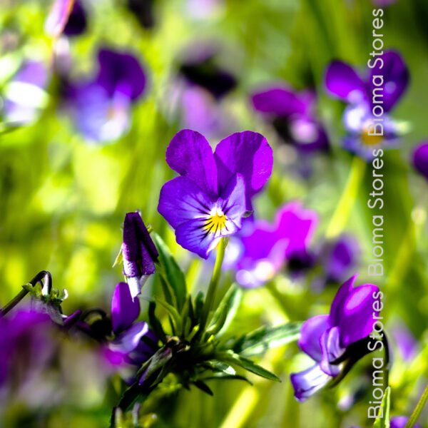 σπόροι άγριου πανσέ viola tricolor www.biomastores.gr 3