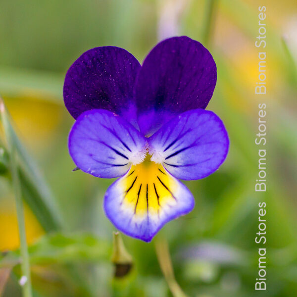σπόροι άγριου πανσέ viola tricolor www.biomastores.gr