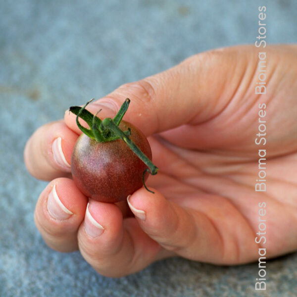φυτά τσέρυ black cherry www.biomastores.gr 1