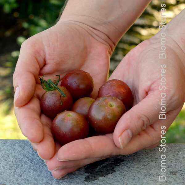 φυτά τσέρυ black cherry www.biomastores.gr