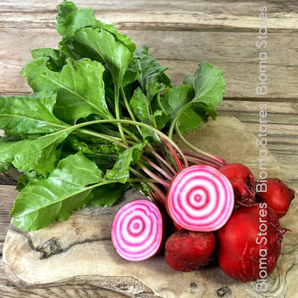 φυτά παντζαριού Chioggia www.biomastores.gr 1