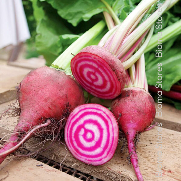 φυτά παντζαριού Chioggia www.biomastores.gr