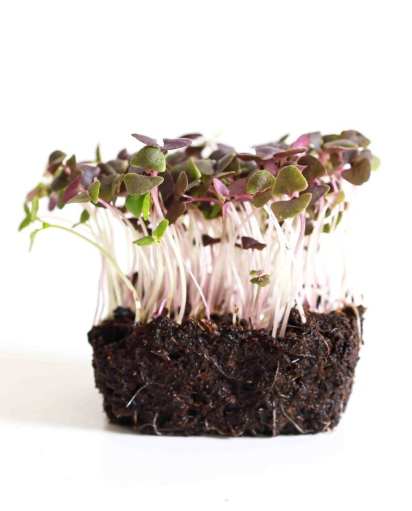 σπόροι microgreens κόκκινου βασιλικού dark opal www.biomastores.gr 1 scaled
