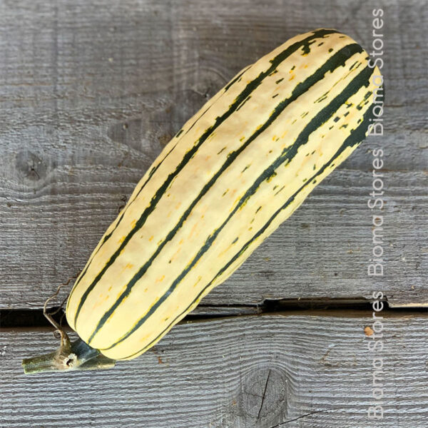 σπόροι κολοκύθας sweet potato www.biomastores.gr 2