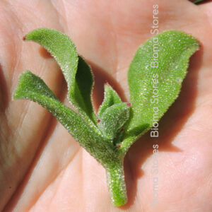 Βιολογικό Κατάστημα - Φυτά - Γεωργικά Εφόδια 17 φυτά Δροσουλίτη Δροσουλίτες ice plant www.biomastores.gr