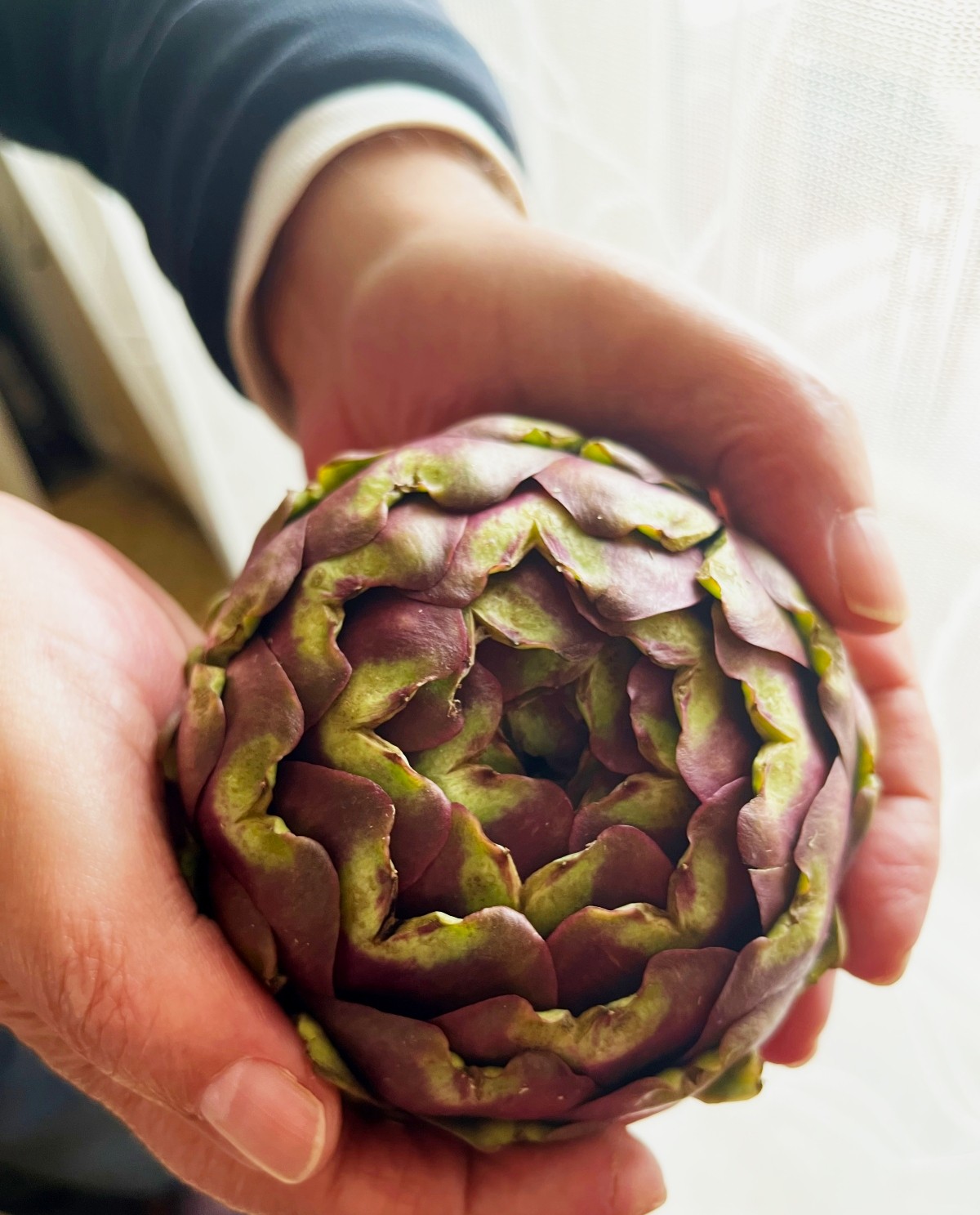 βιολογικά-φυτά-αγκινάρας-romanesco-www.biomastores.gr-1. φυτά αγκινάρας romanesco www.biomastores.gr 1.