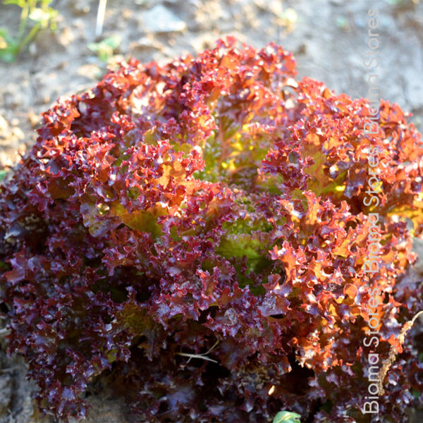 φυτά μαρουλιού Lollo rosso www.biomastores.gr