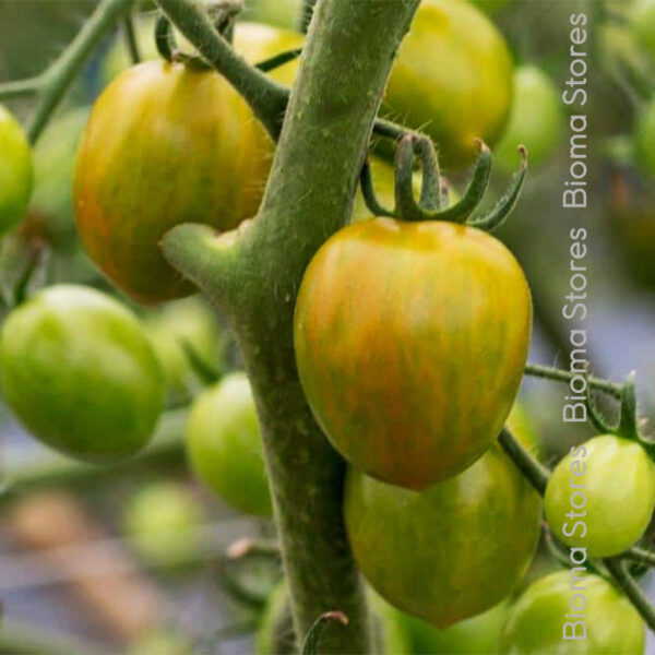 σπόροι τομάτας Green Grape www.biomastores.gr 3