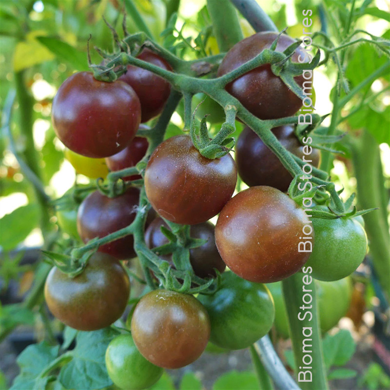 brown berry biomastores.gr 4
