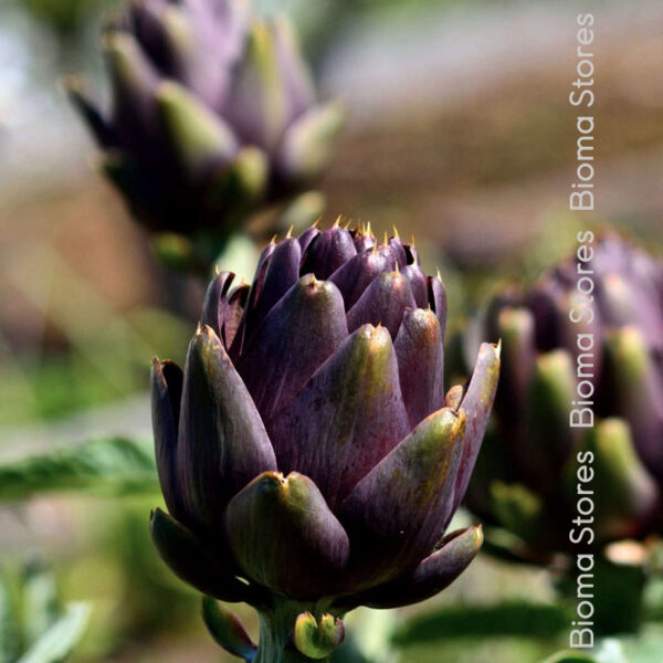 φυτά αγκινάρα violet de provence biomastores.gr 3