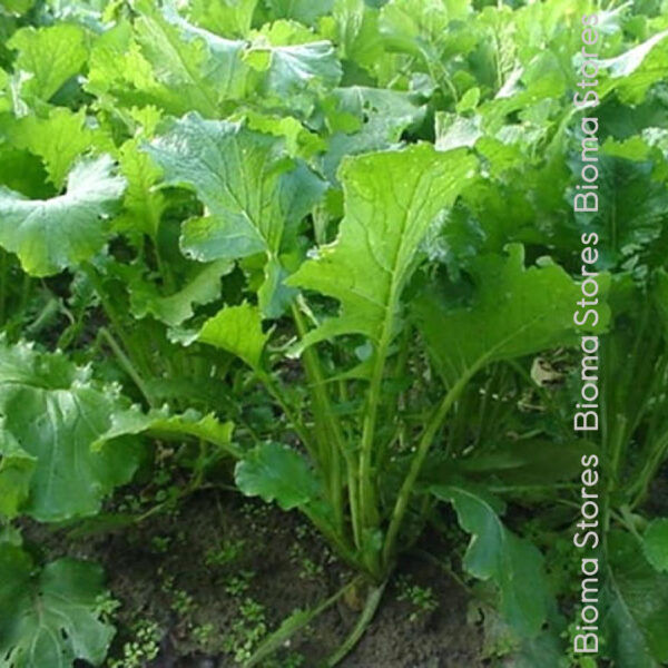 φυτά μπροκολίνι ή ραπίνη 120 ημέρες www.biomastores.gr 2