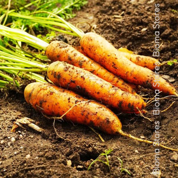 σπόροι καρότου solvita www.biomastores.gr 1 1