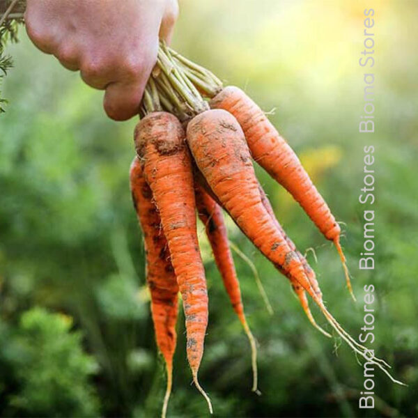 σπόροι καρότου solvita www.biomastores.gr